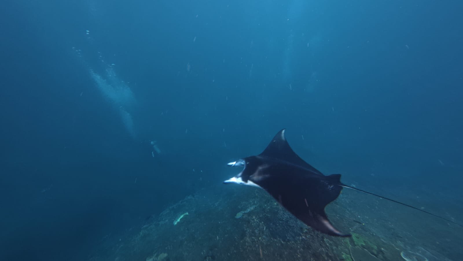 Lembongan Manta Trip
